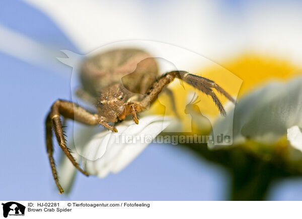 Braune Krabbenspinne / Brown Crab Spider / HJ-02281