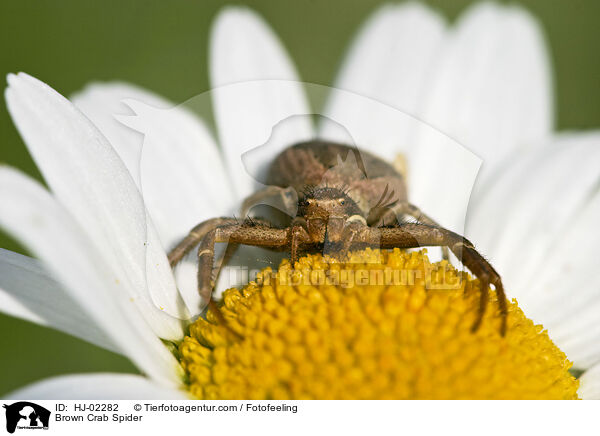 Brown Crab Spider / HJ-02282
