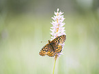 cranberry fritillary