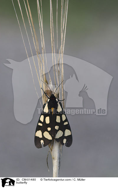 Schwarzer Br / butterfly / CM-01480