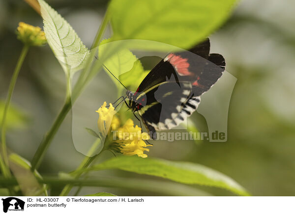 Kleiner Postbote / postman butterfly / HL-03007