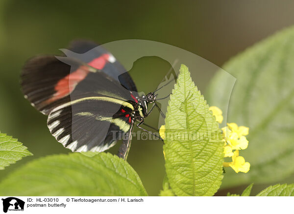 Kleiner Postbote / postman butterfly / HL-03010