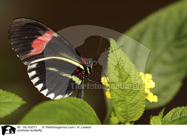 Kleiner Postbote / postman butterfly / HL-03011