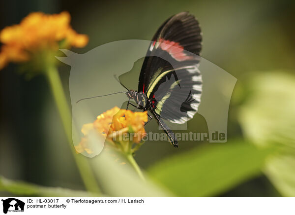postman butterfly / HL-03017