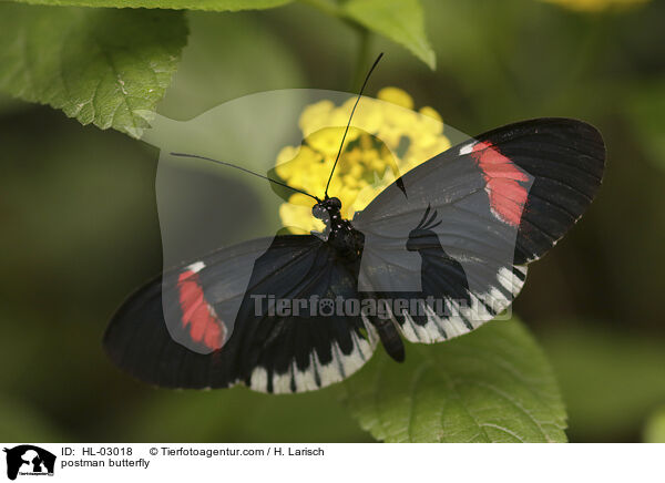 postman butterfly / HL-03018