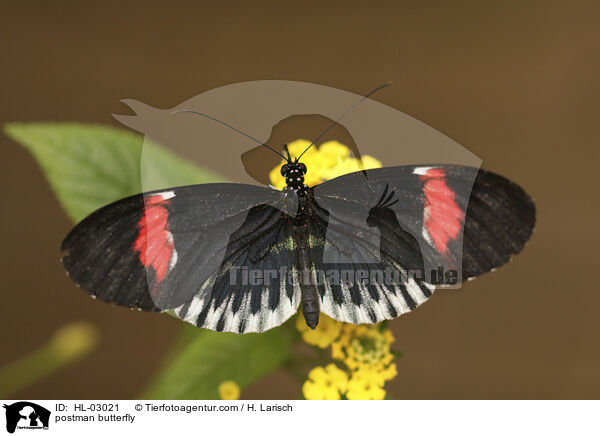 postman butterfly / HL-03021