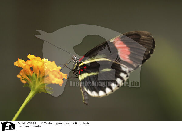 Kleiner Postbote / postman butterfly / HL-03031