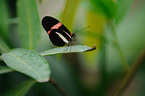 postman butterfly