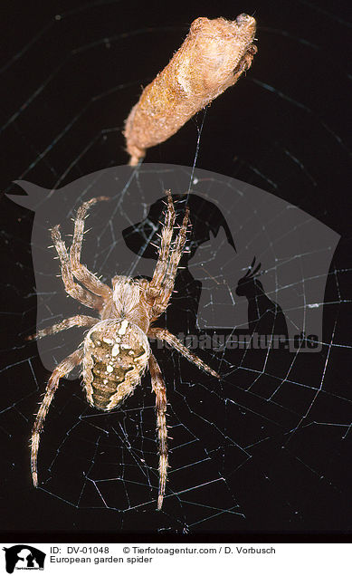 Gartenkreuzspinne / European garden spider / DV-01048
