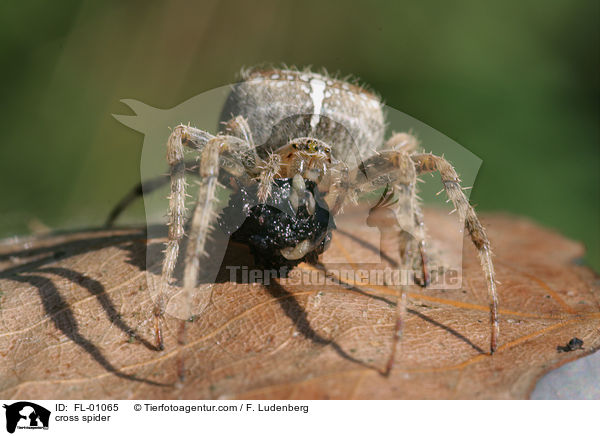 Gartenkreuzspinne / cross spider / FL-01065