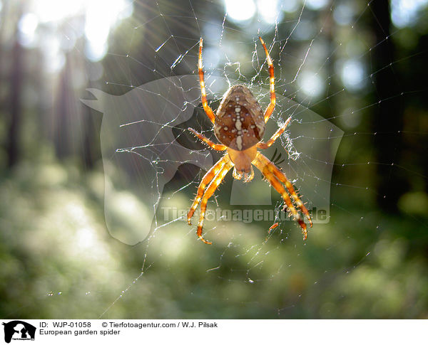 Gartenkreuzspinne / European garden spider / WJP-01058