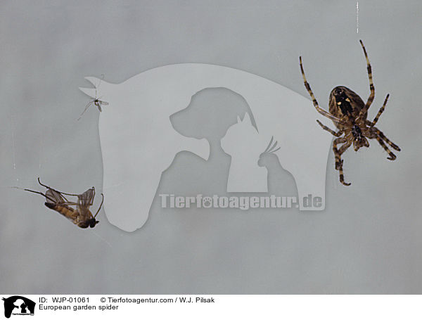 European garden spider / WJP-01061