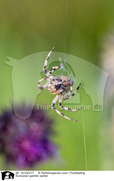 Garten-Kreuzspinne / European garden spider / HJ-02217