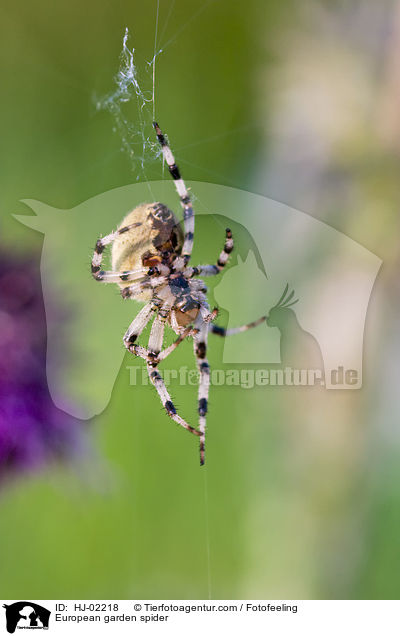 Garten-Kreuzspinne / European garden spider / HJ-02218