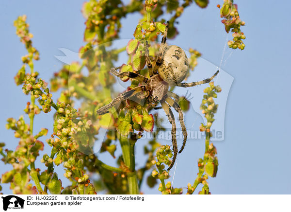 European garden spider / HJ-02220