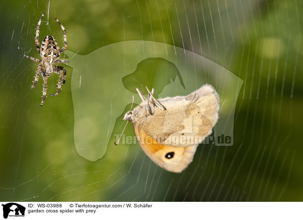 Garten-Kreuzspinne mit Beute / garden cross spider with prey / WS-03988