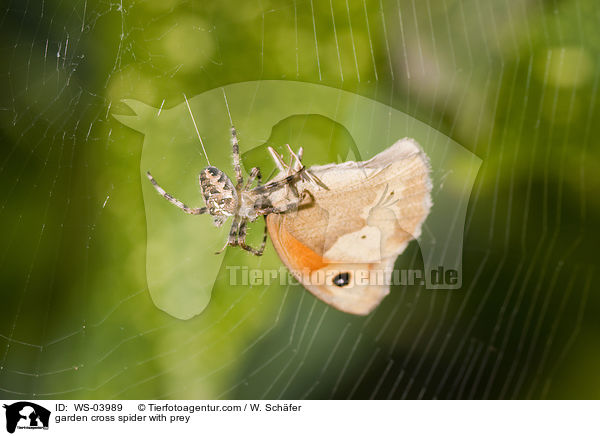 Garten-Kreuzspinne mit Beute / garden cross spider with prey / WS-03989