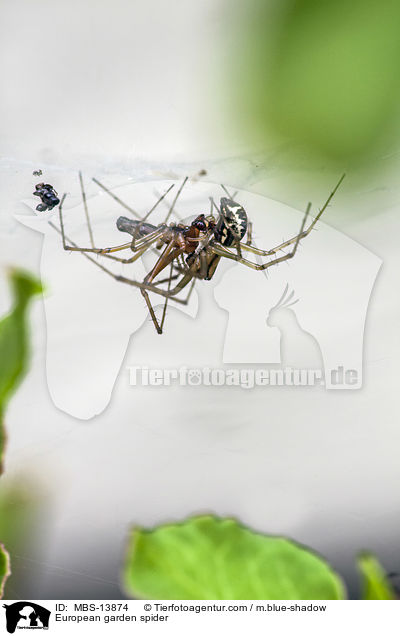 Gartenkreuzspinne / European garden spider / MBS-13874