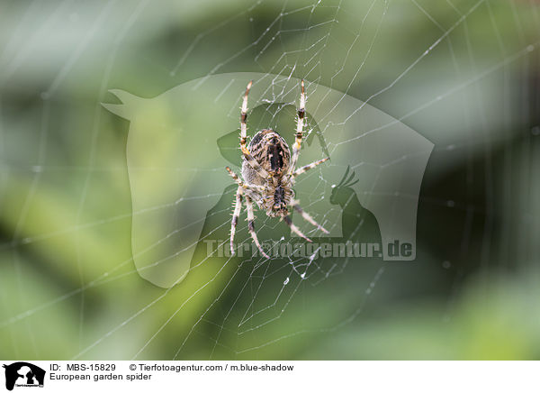European garden spider / MBS-15829
