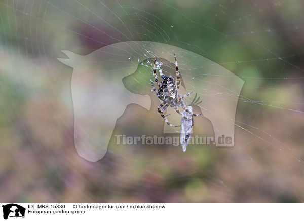 Garten-Kreuzspinne / European garden spider / MBS-15830