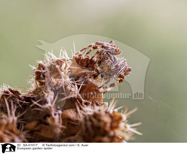 Gartenkreuzspinne / European garden spider / SA-01017