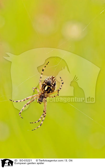 European garden spider / SO-03221