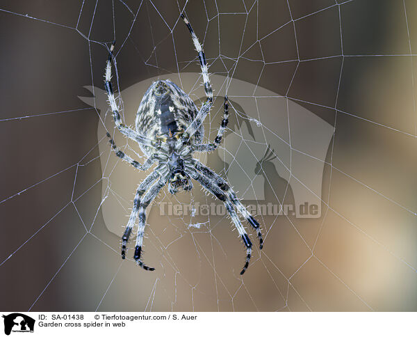 Gartenkreuzspinne im Netz / Garden cross spider in web / SA-01438