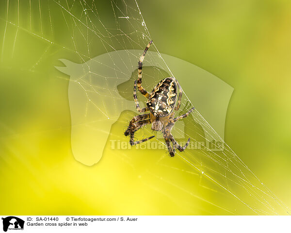 Garden cross spider in web / SA-01440