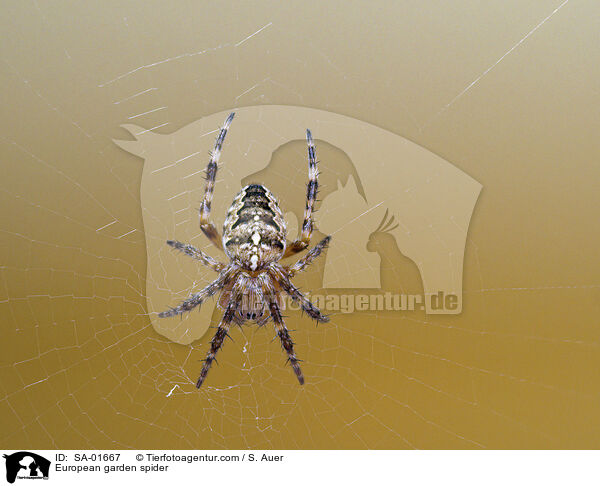 Garten-Kreuzspinne / European garden spider / SA-01667