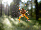 European garden spider