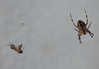 European garden spider