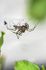 European garden spider