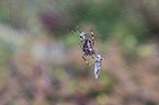 European garden spider