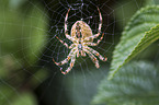 European garden spider