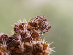 European garden spider