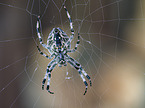 Garden cross spider in web