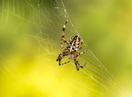 Garden cross spider in web