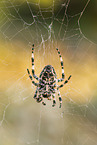 european garden spider