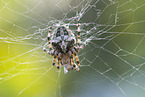 european garden spider