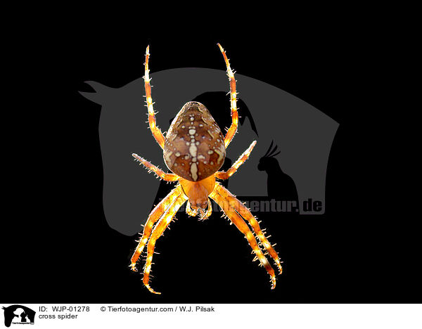 Kreuzspinne / cross spider / WJP-01278