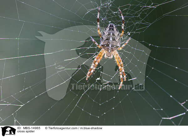 Kreuzspinne / cross spider / MBS-14965