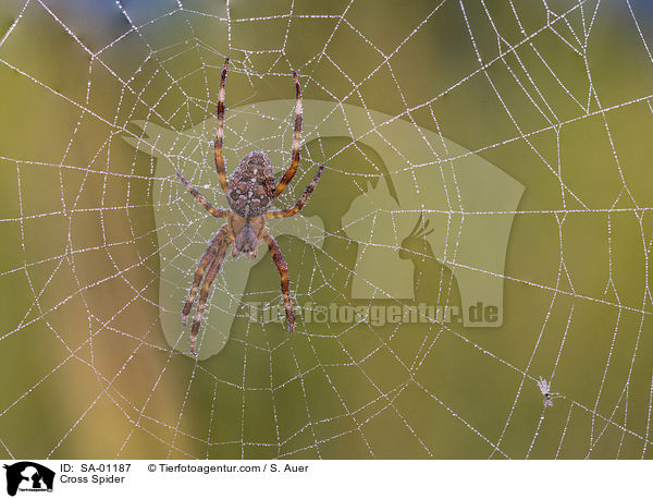 Kreuzspinne / Cross Spider / SA-01187