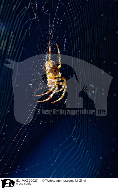 Kreuzspinne / cross spider / MAZ-06027