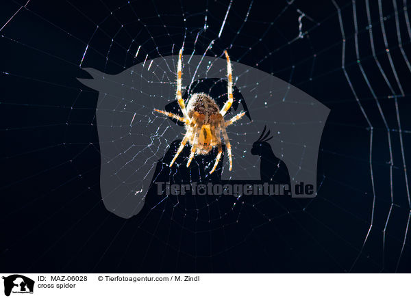 Kreuzspinne / cross spider / MAZ-06028