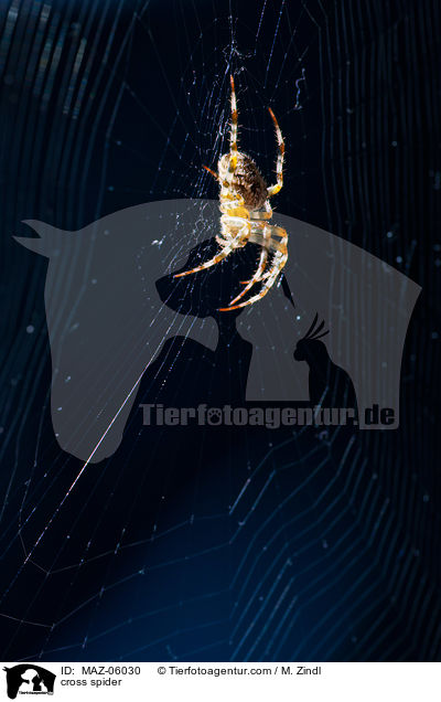 Kreuzspinne / cross spider / MAZ-06030