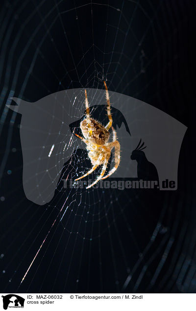 Kreuzspinne / cross spider / MAZ-06032