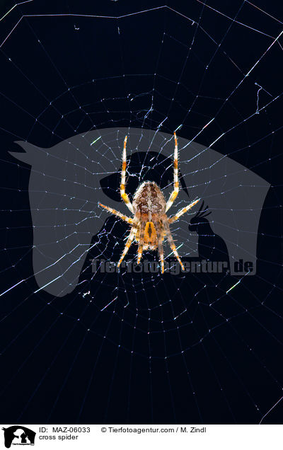 Kreuzspinne / cross spider / MAZ-06033
