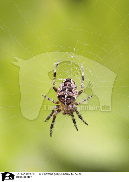 Kreuzspinne / cross spider / SA-01679