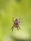 cross spider