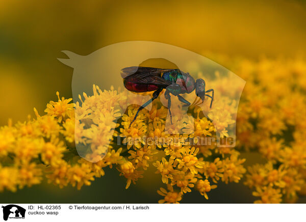 cuckoo wasp / HL-02365